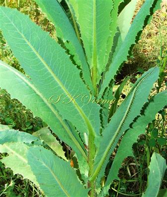 Lower and Middle stem Leaves-Veins prickly setose